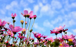 扎西德勒：讓學(xué)校文化“格?；ā笔㈤_雪域高原——西藏山南三所小學(xué)赴湘考察學(xué)校文化建設(shè)紀(jì)實(shí)